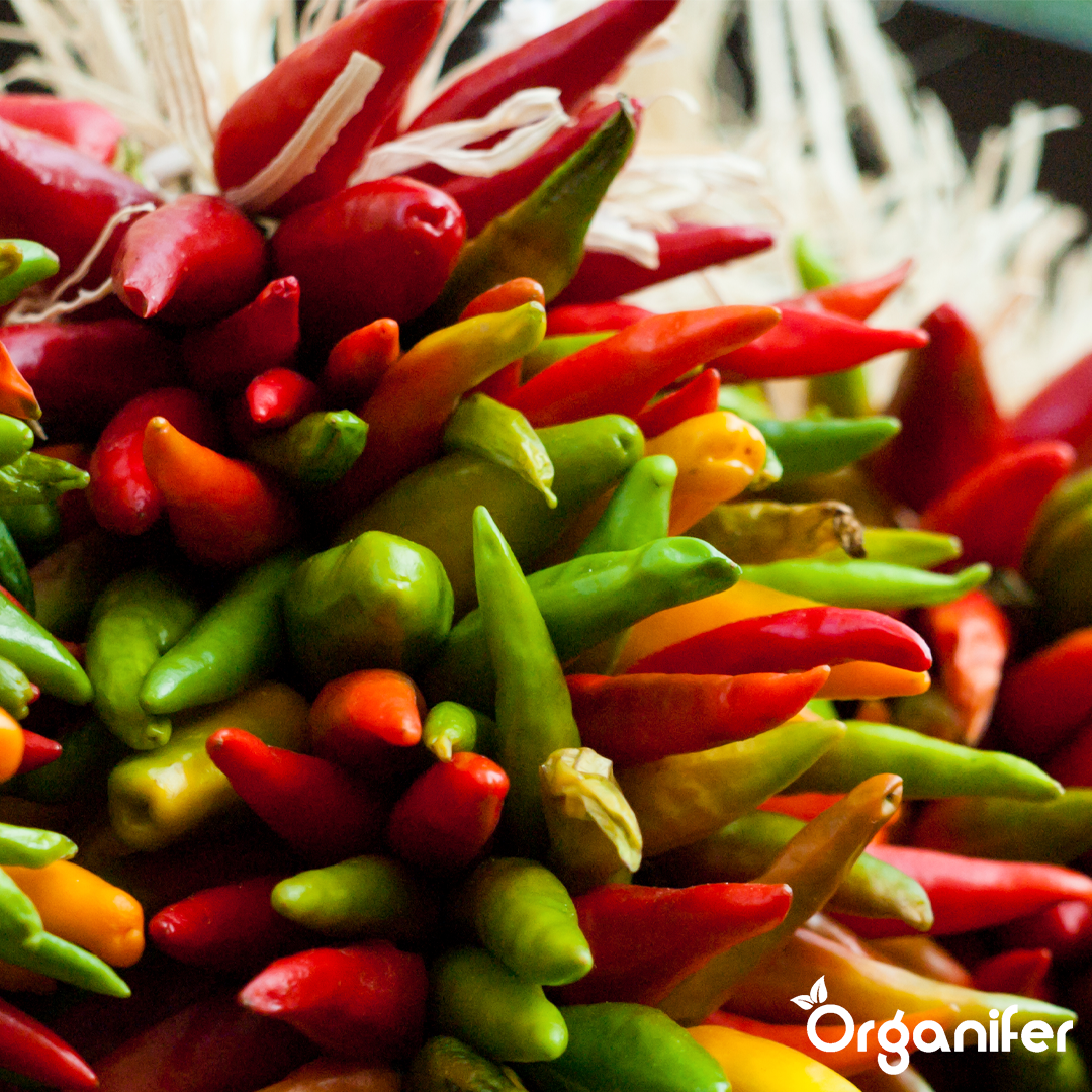 liquid fertiliser chili