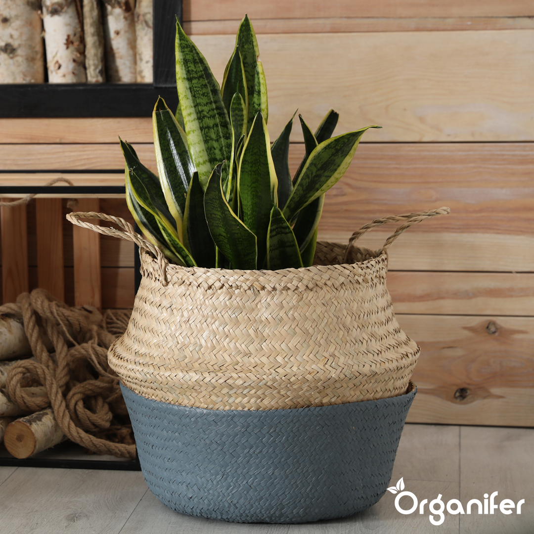 liquid fertiliser Bow hemp