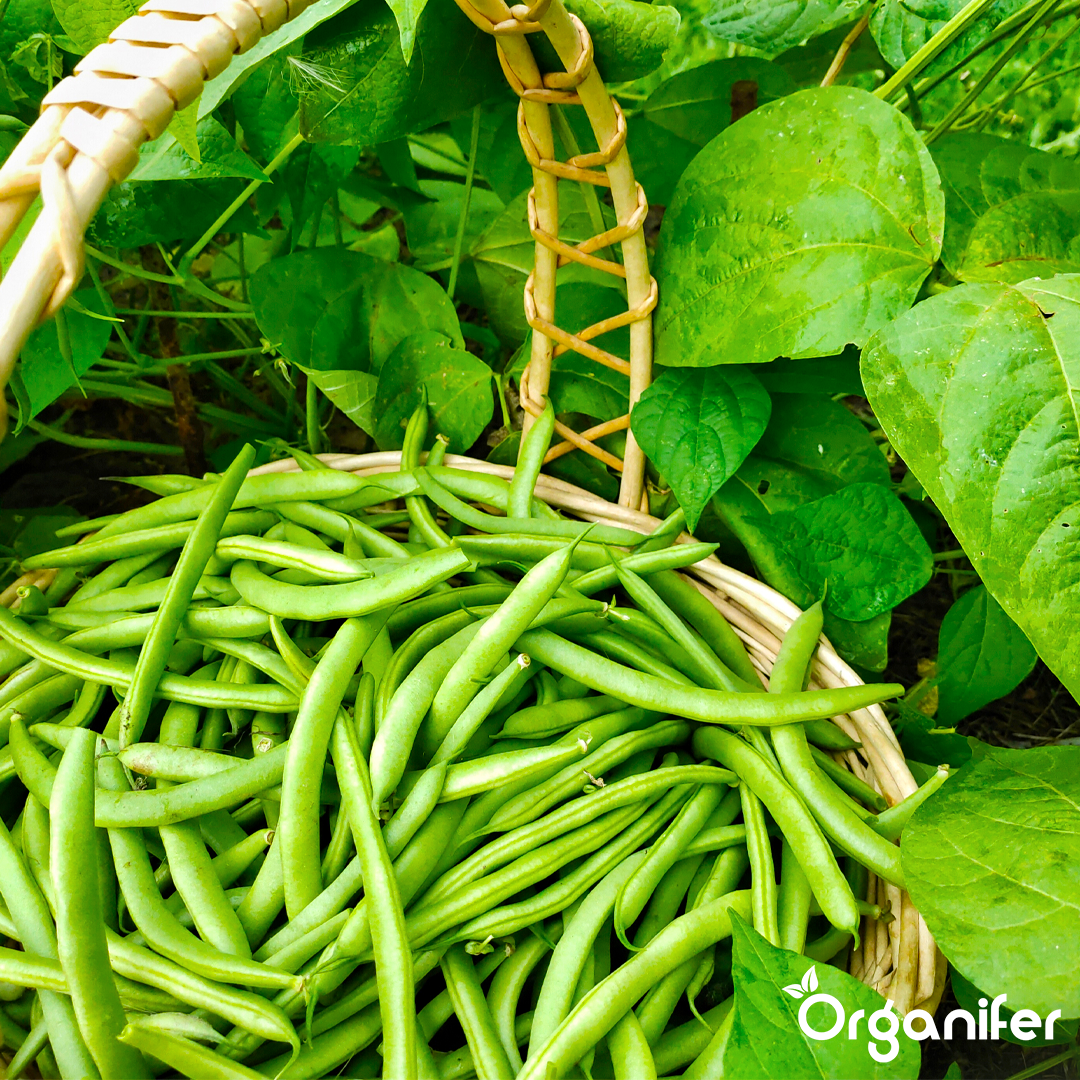 liquid fertiliser bean