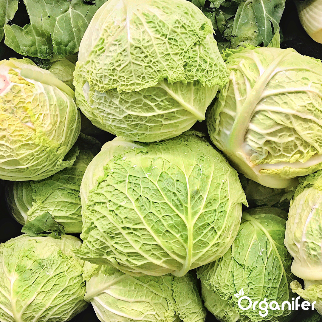 liquid fertiliser cabbage