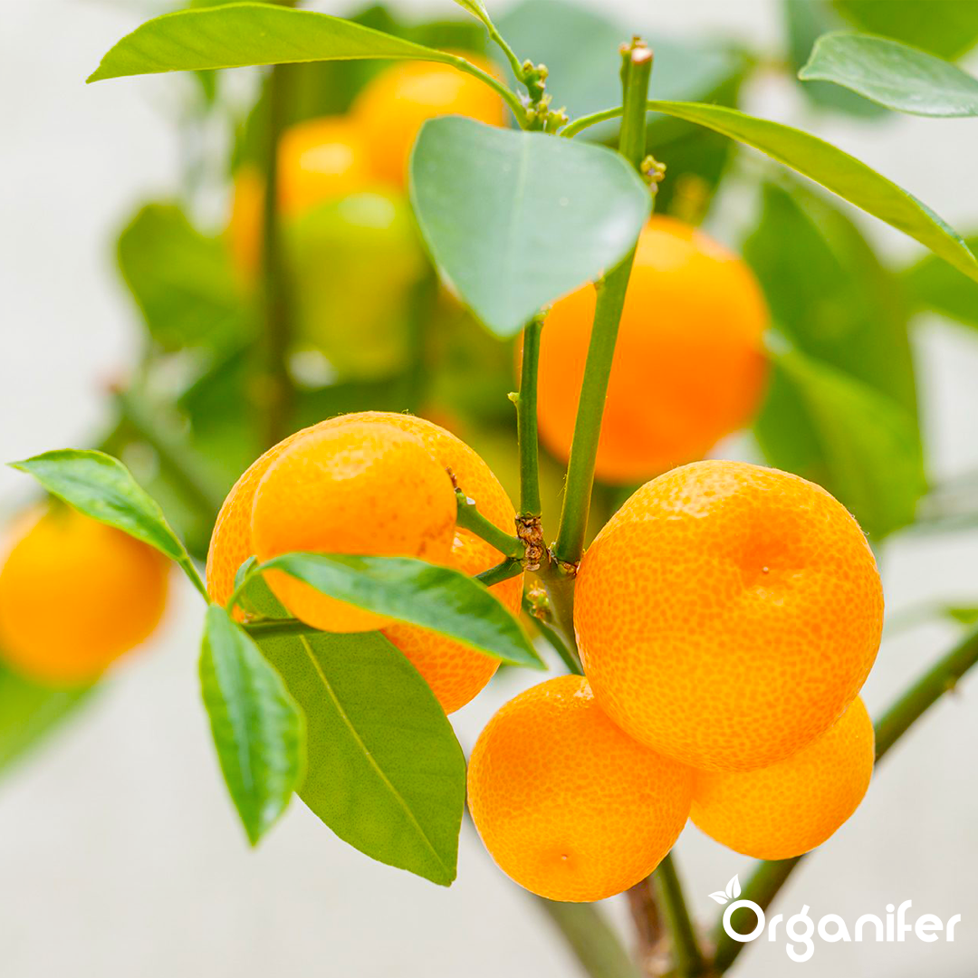Calamondin