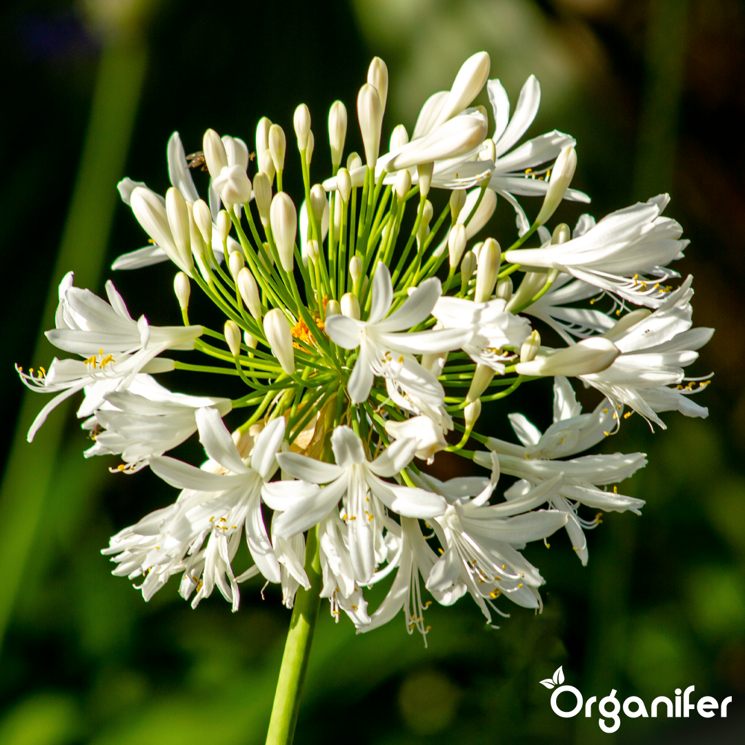 Agapanthus
