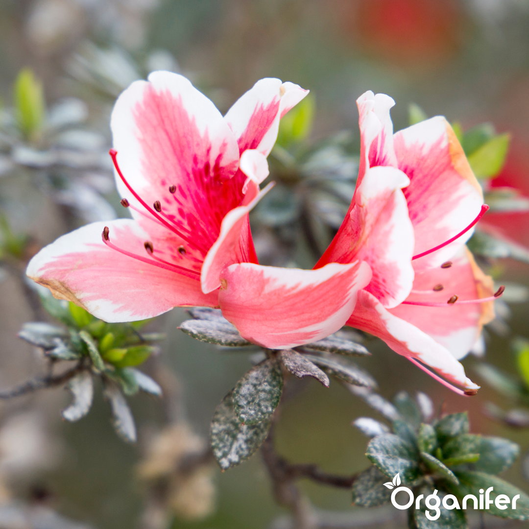 liquid fertiliser Azalea