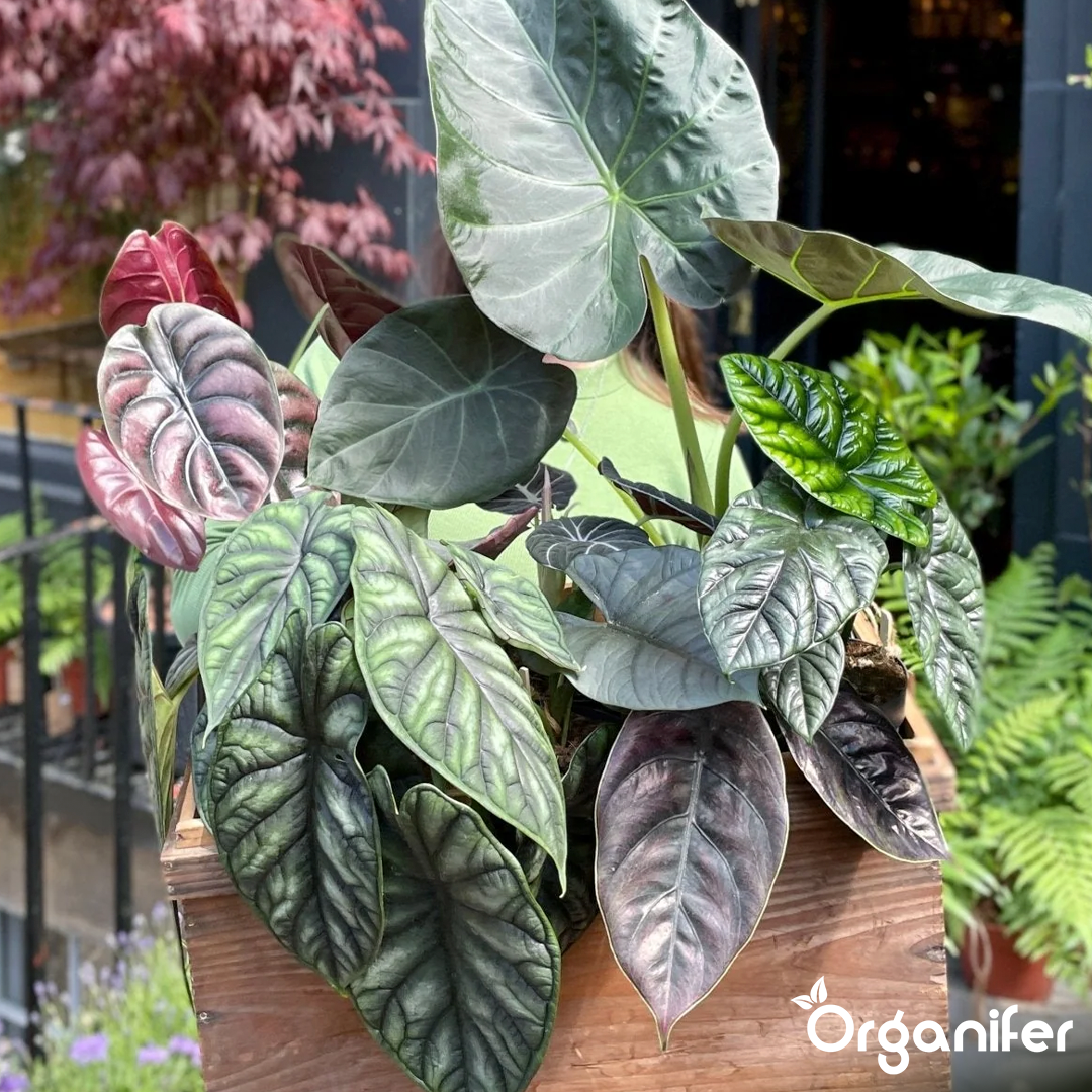 liquid fertiliser Alocasia