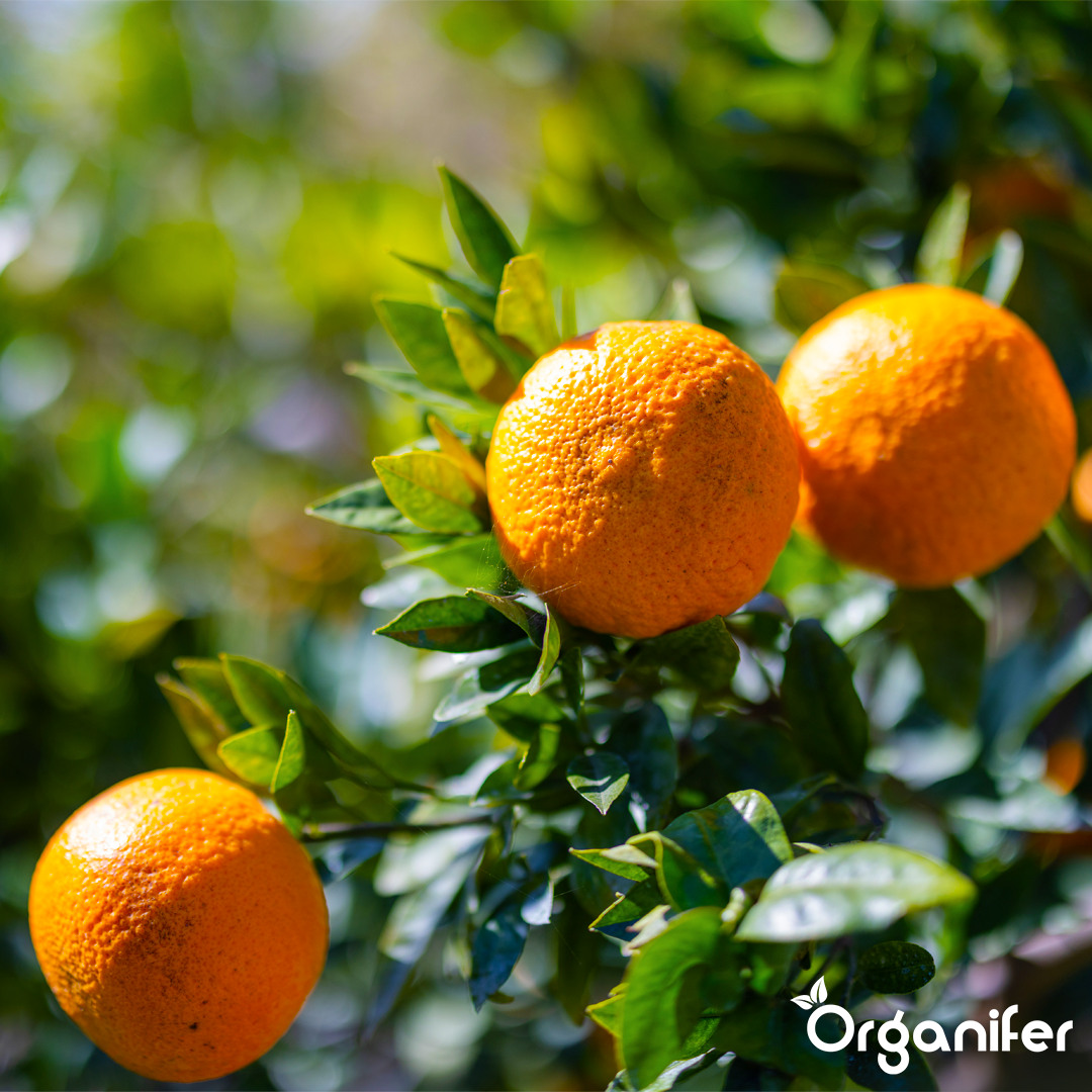 liquid fertiliser citrus