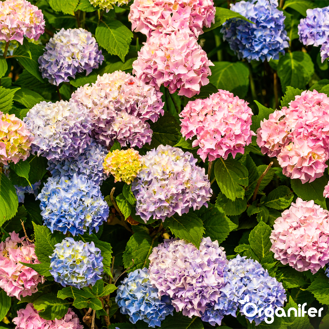 8 Hydrangea