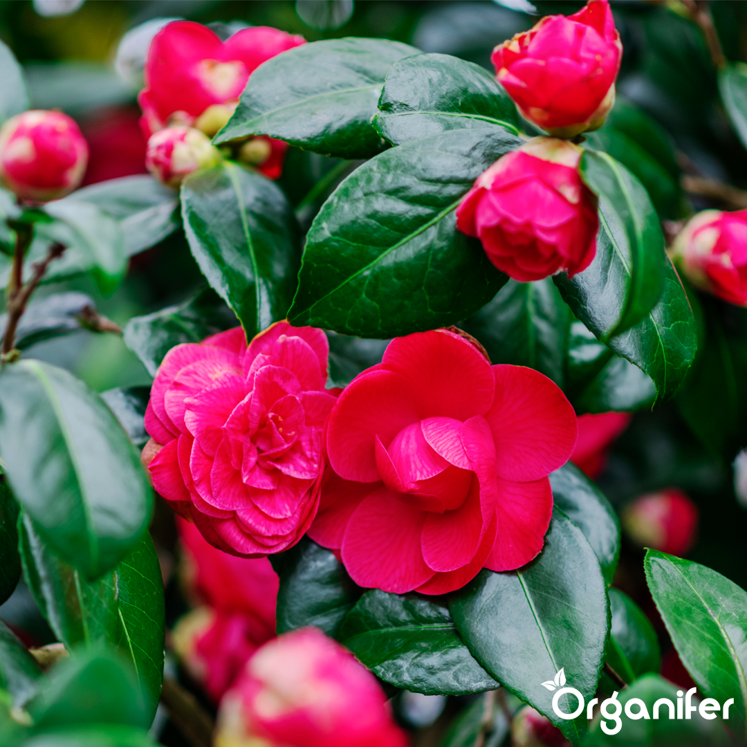 liquid fertiliser Camellia