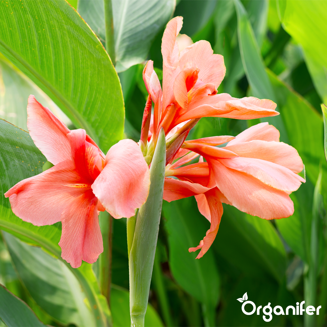 liquid fertiliser Canna
