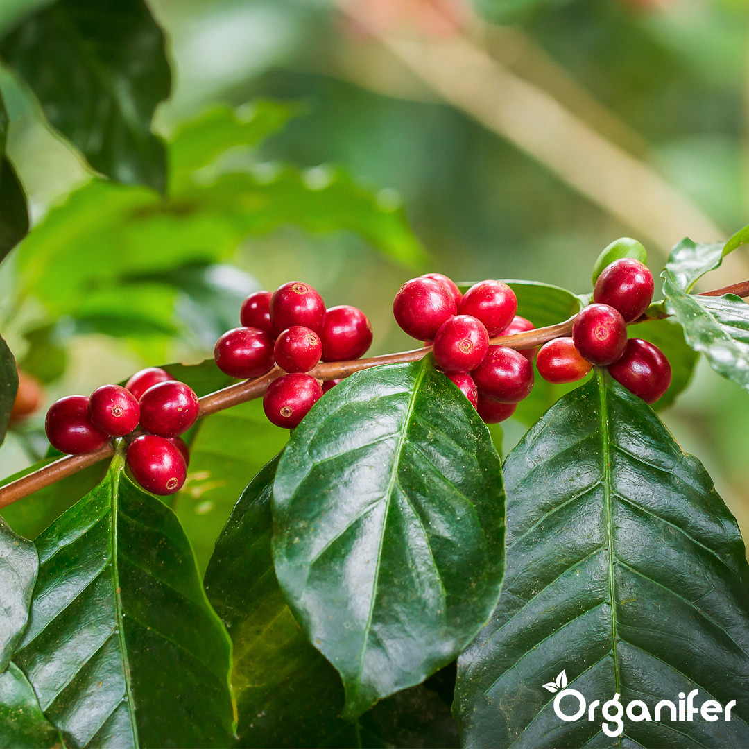 liquid fertiliser Coffee plant