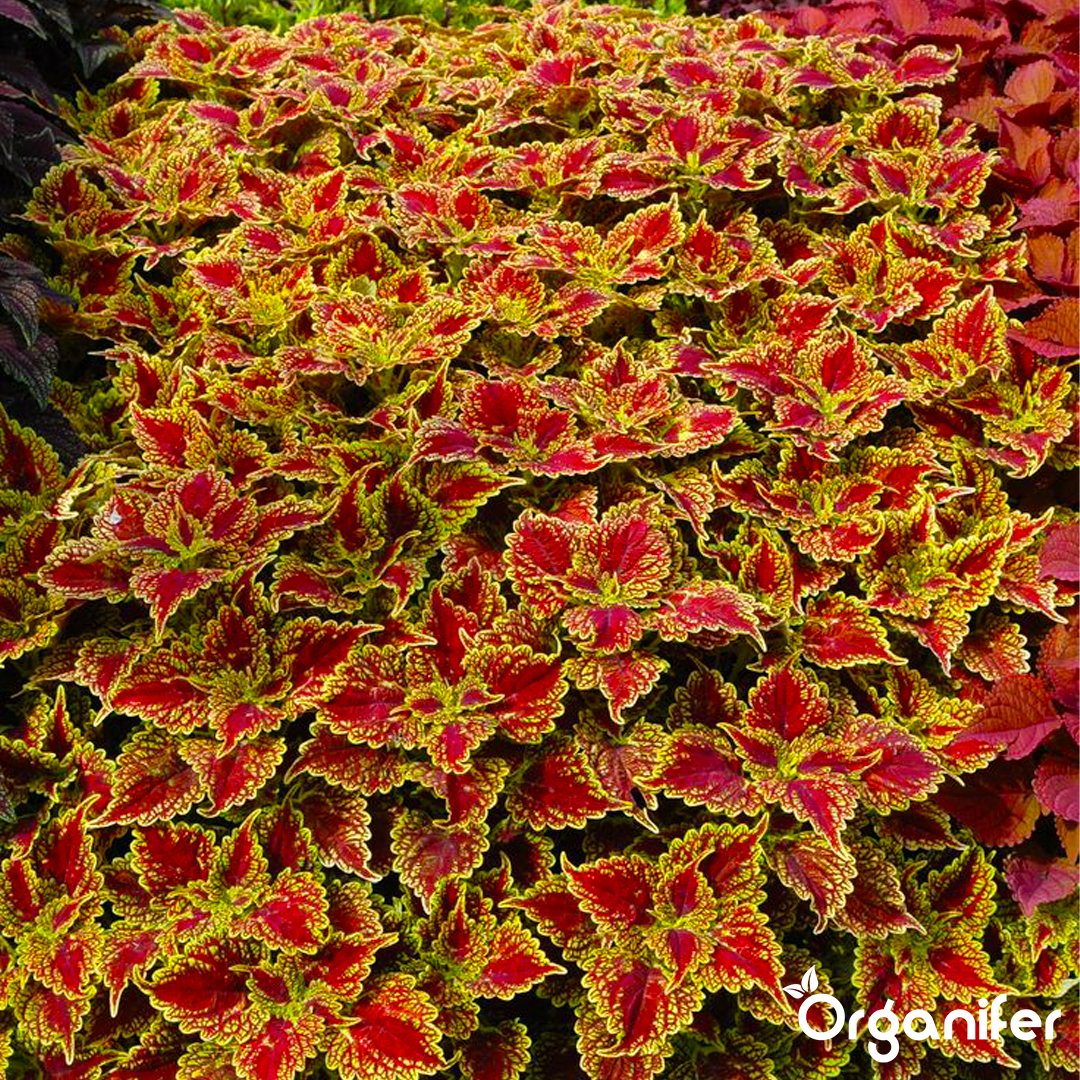 liquid fertiliser Coleus