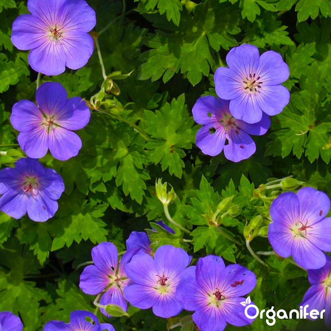 liquid fertiliser Cranesbill