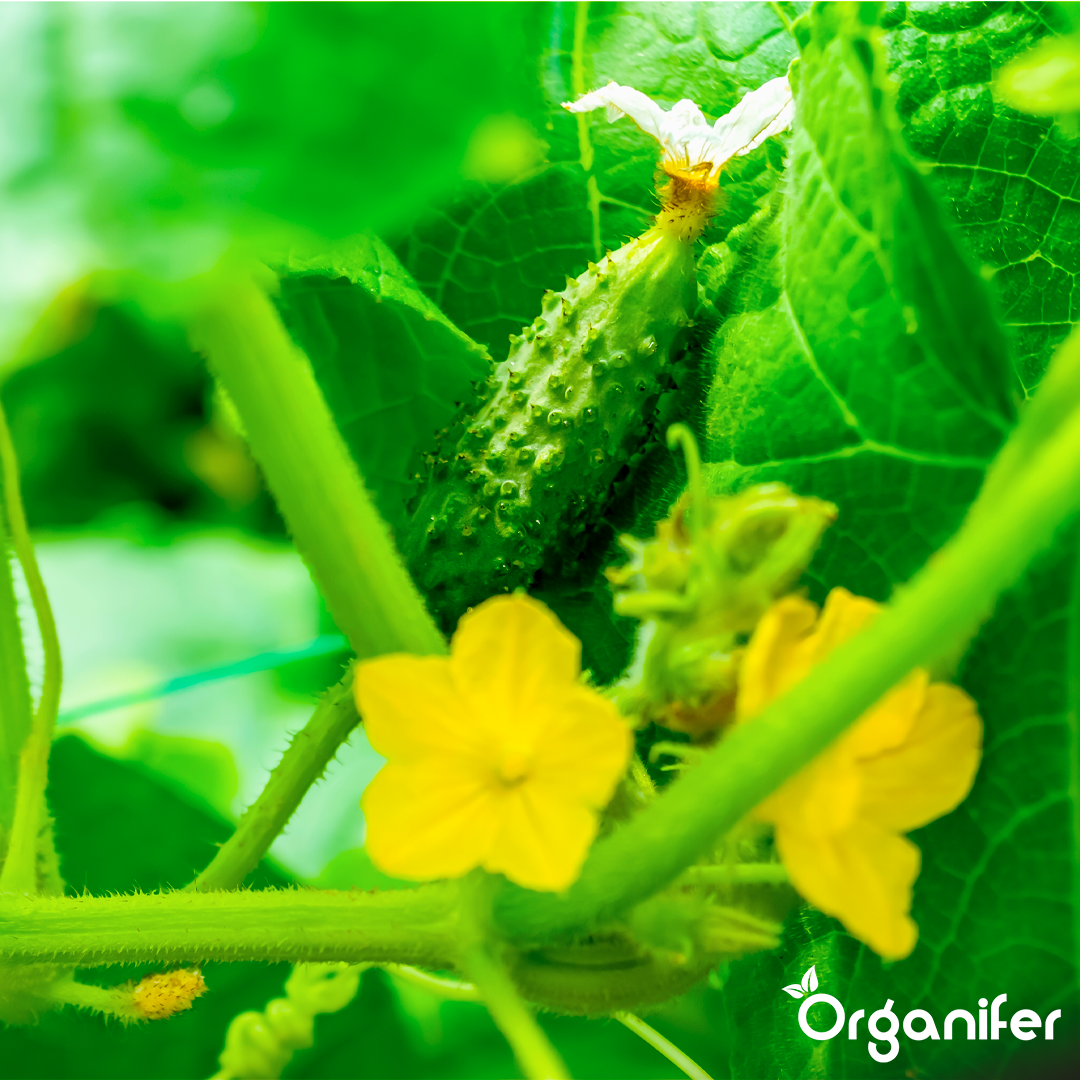 liquid fertiliser cucumber