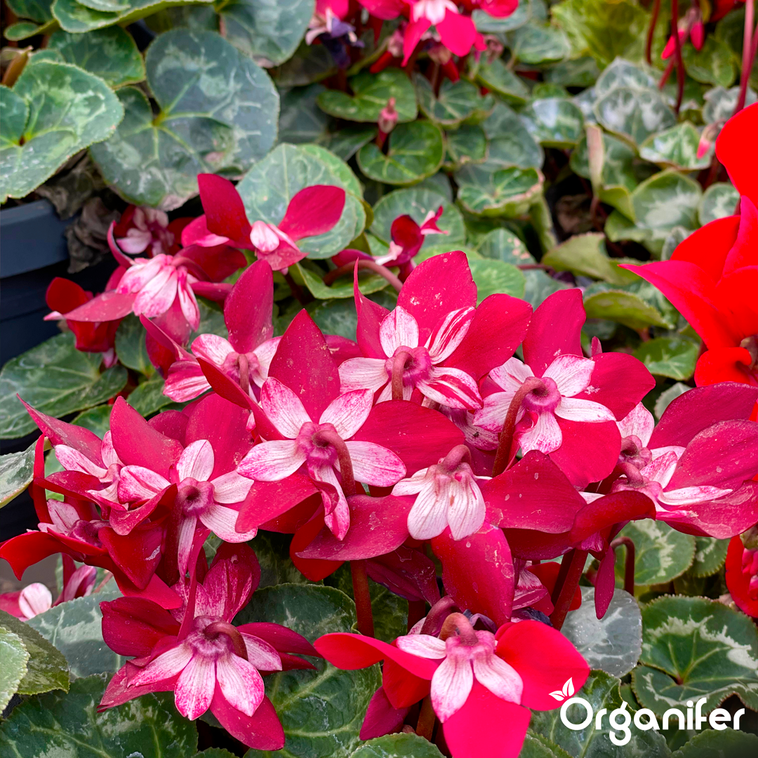 liquid fertiliser Cyclamen