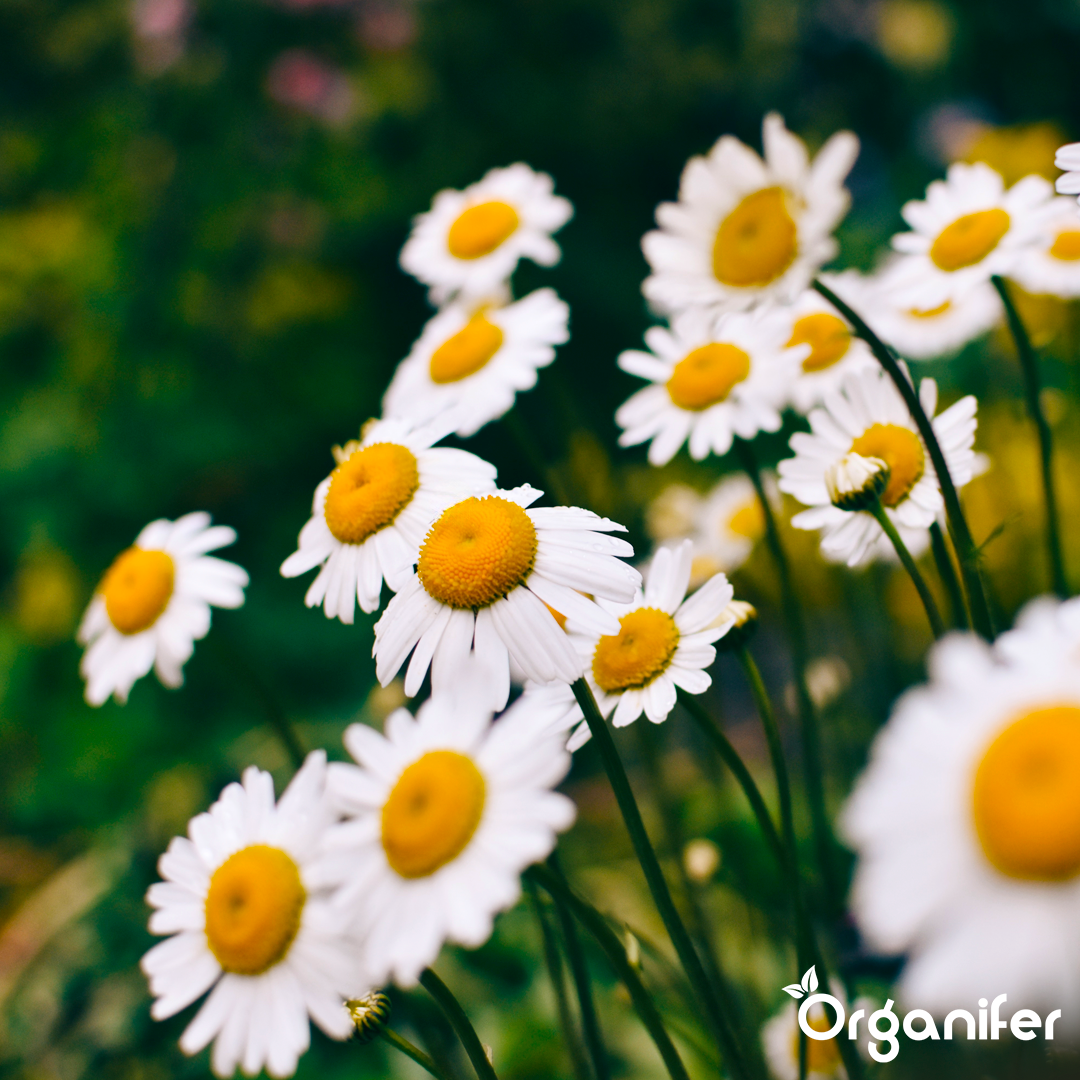 8 liquid fertiliser Daisy