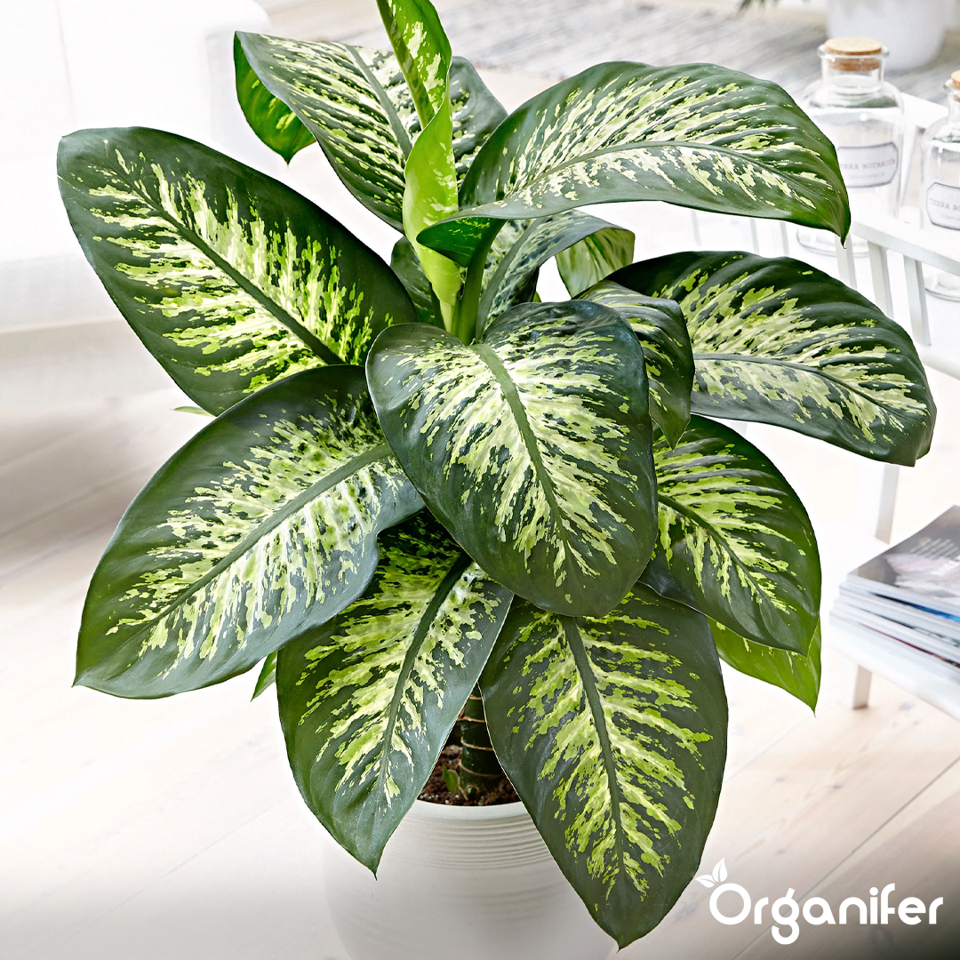 liquid fertiliser Dieffenbachia