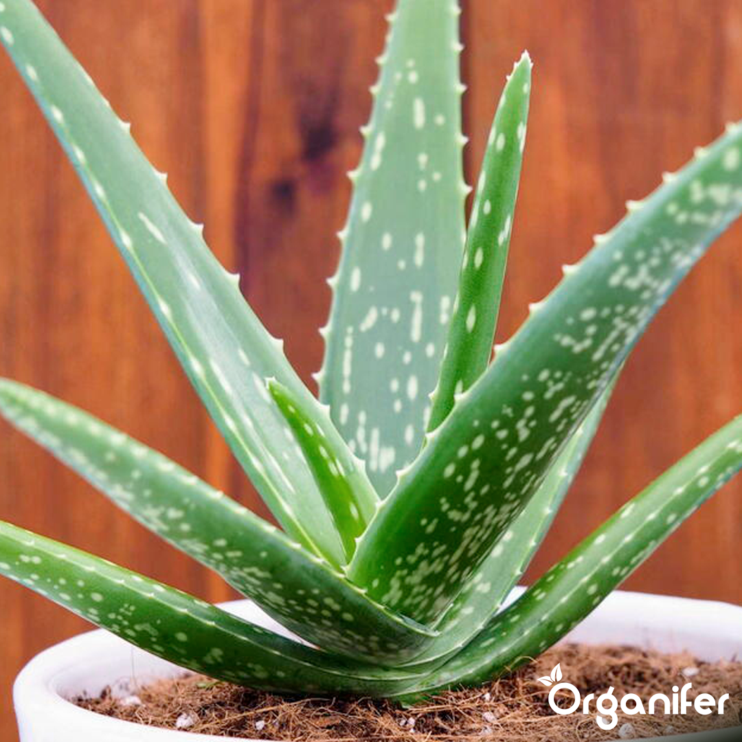 liquid fertiliser Aloe Vera