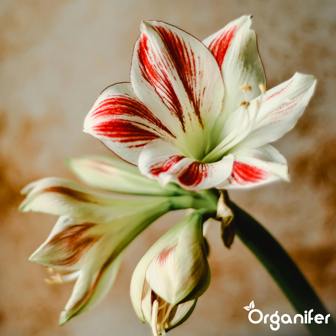 liquid fertiliser Amaryllis