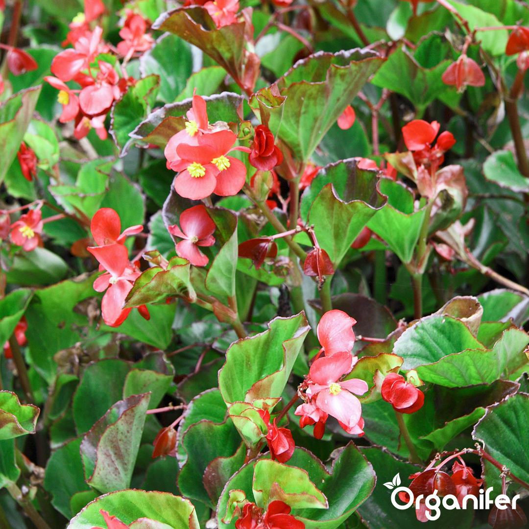 liquid fertiliser Begonia