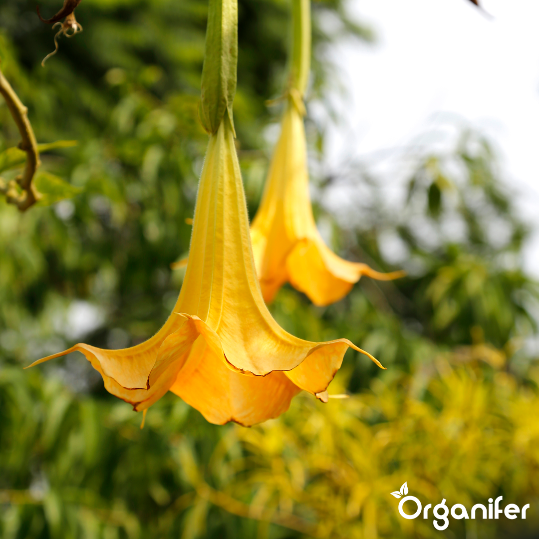 liquid fertiliser Angel trumpet