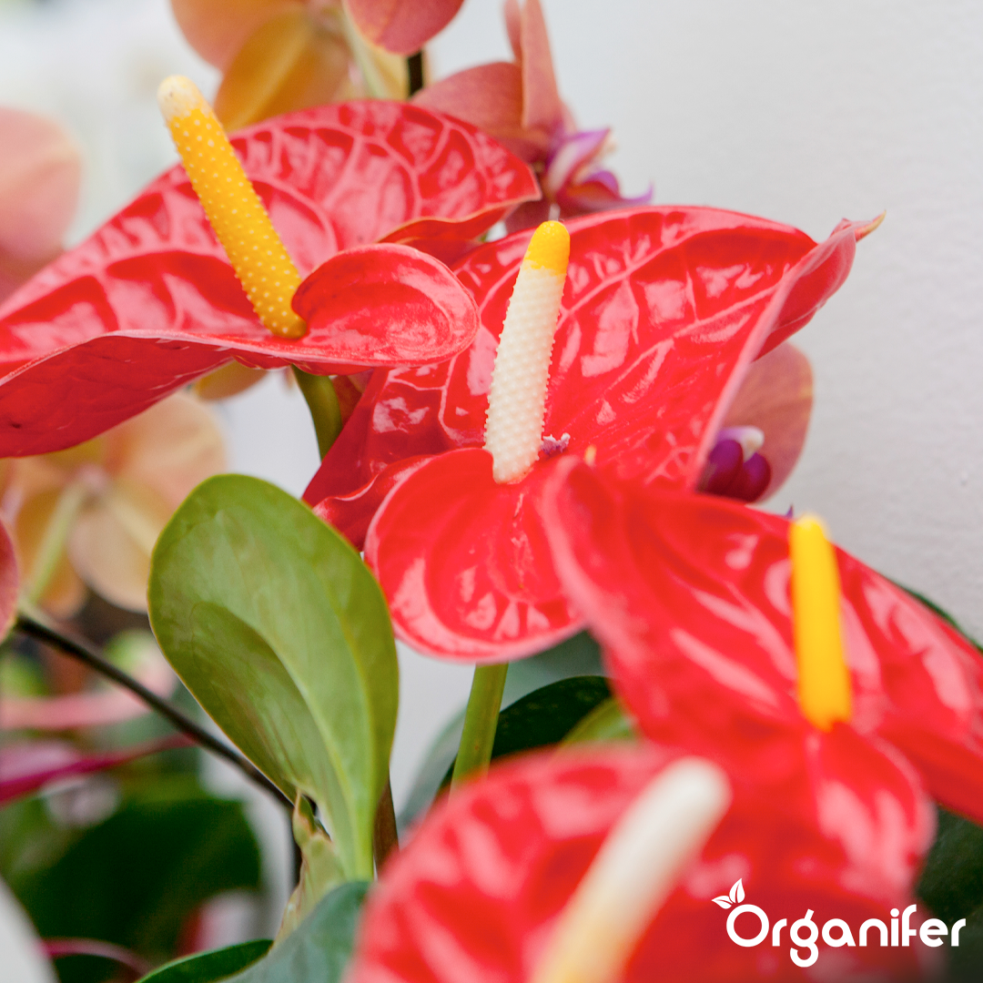 liquid fertiliser Anthurium