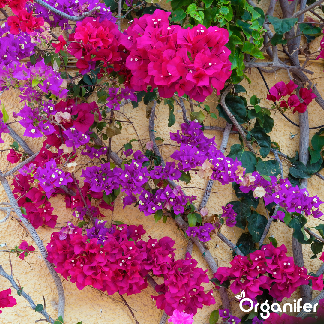 bougainvillea liquid fertiliser