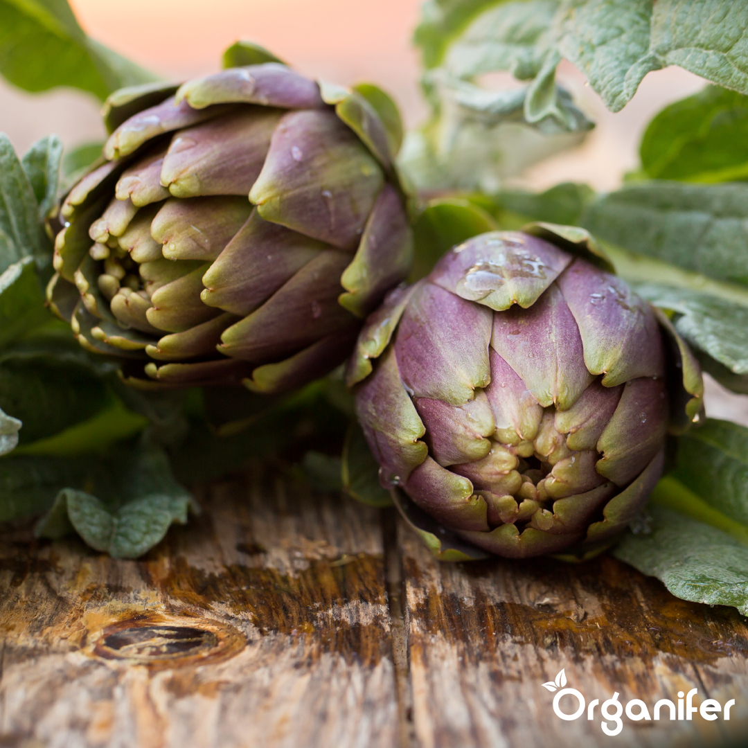 liquid fertiliser artichoke