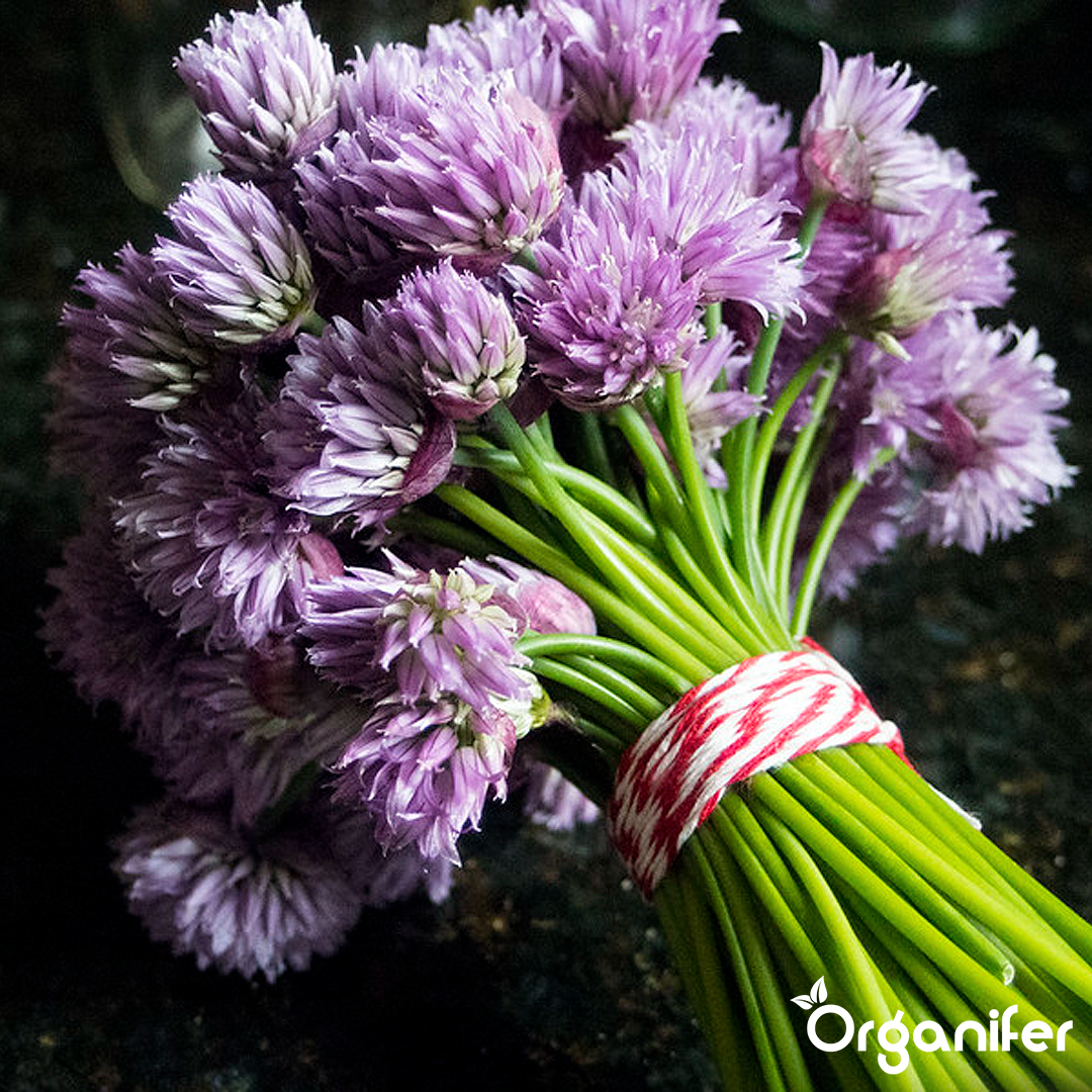 liquid fertiliser chive