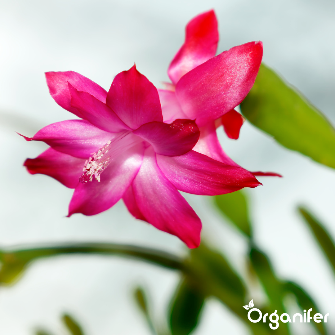 Christmas Cactus