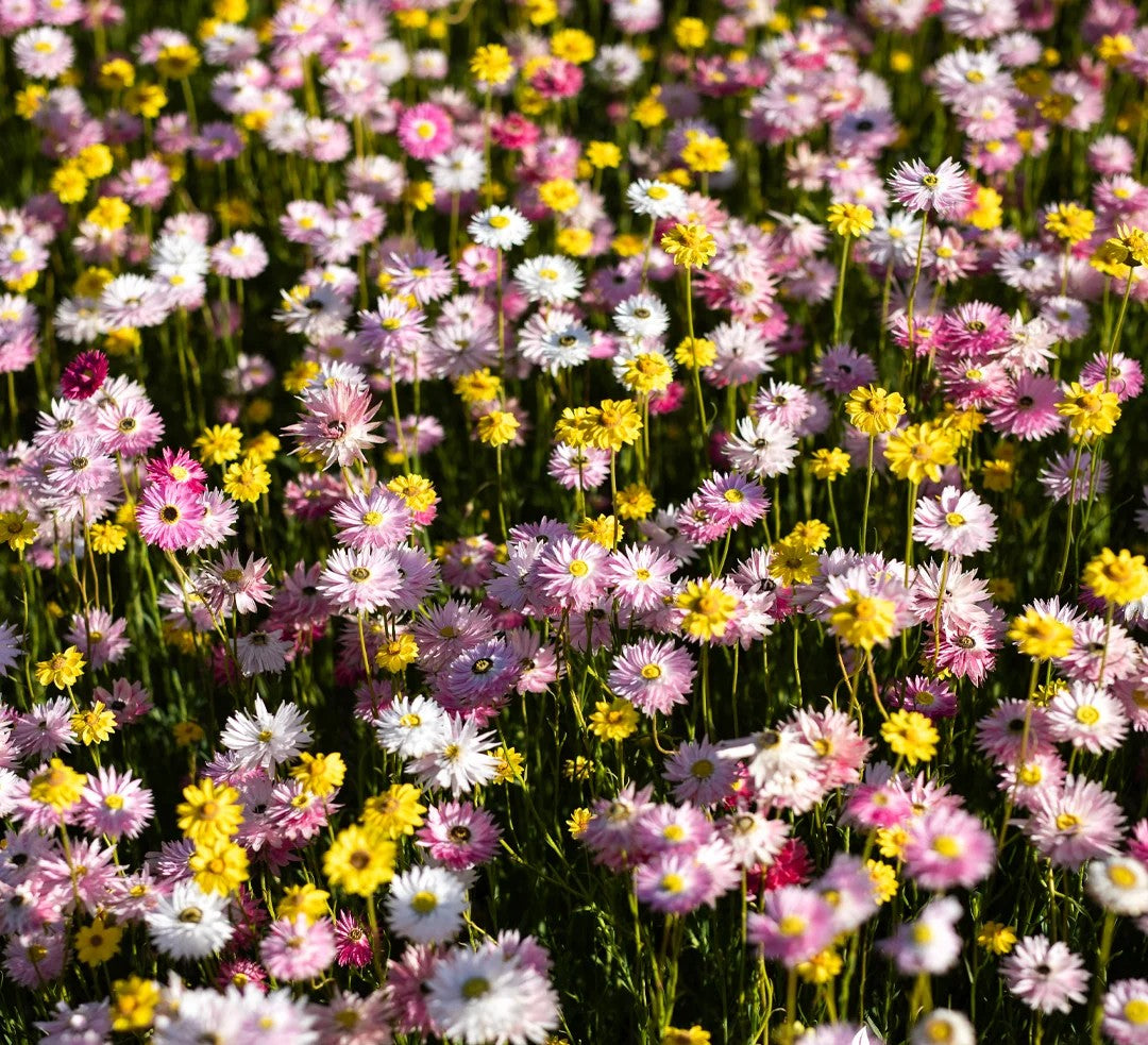 Ca. 350 blomsterløg