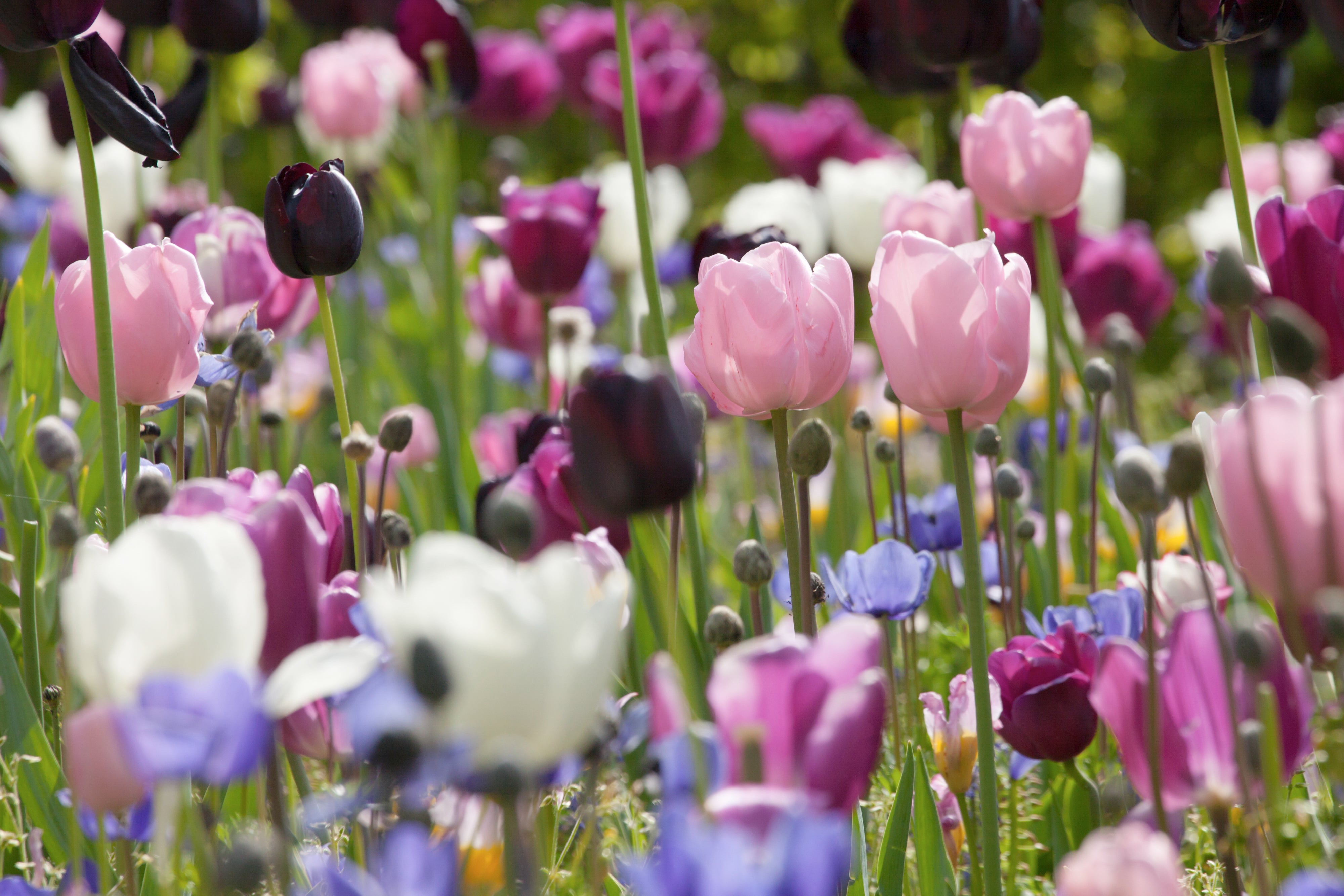 Kvalitets hollandske blomsterløg
