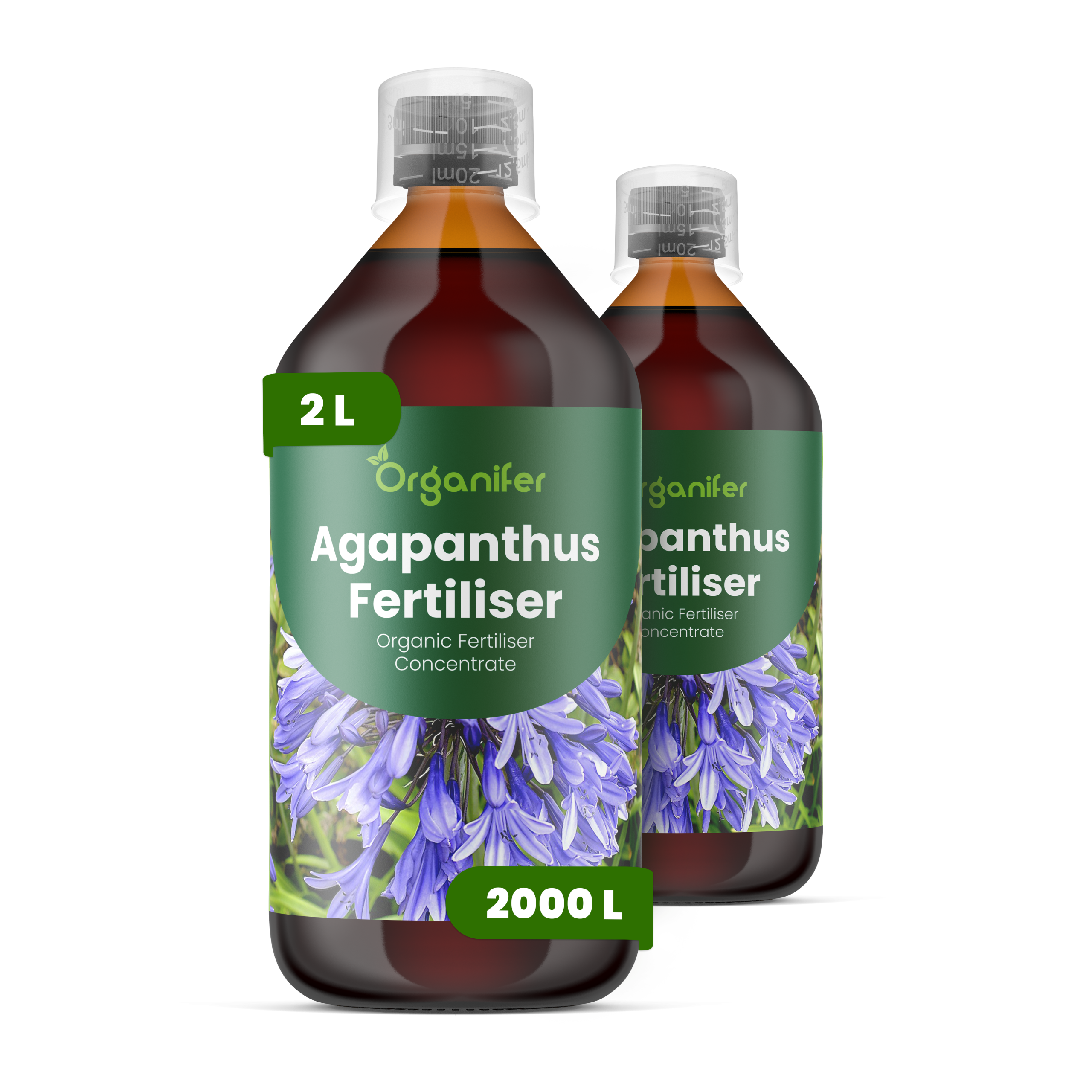 2L Agapanthus labels