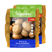 Seed Potatoes Gloria A 28/40 (10 kg)