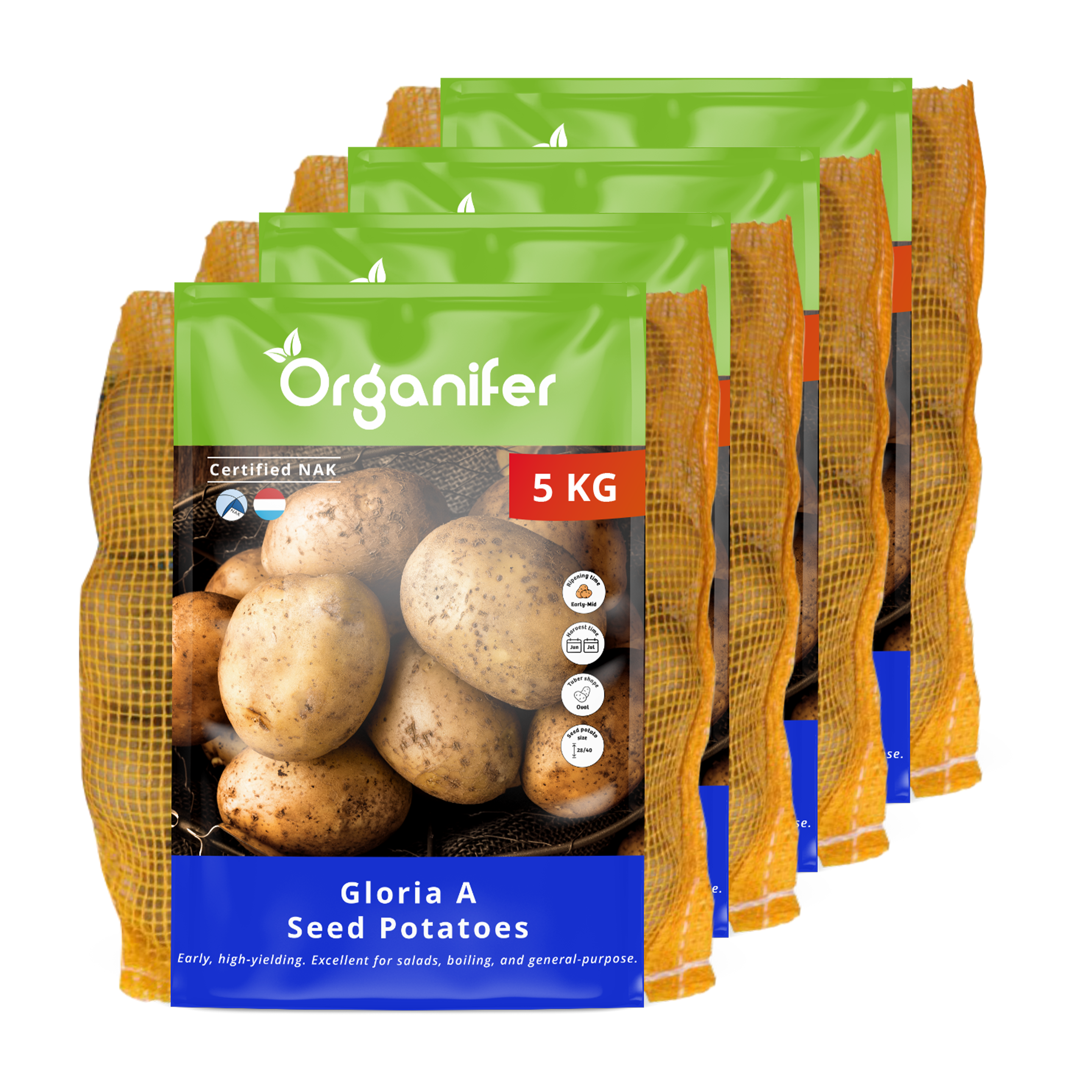 Pommes de terre de semence Gloria A 28/40 (20 kg)