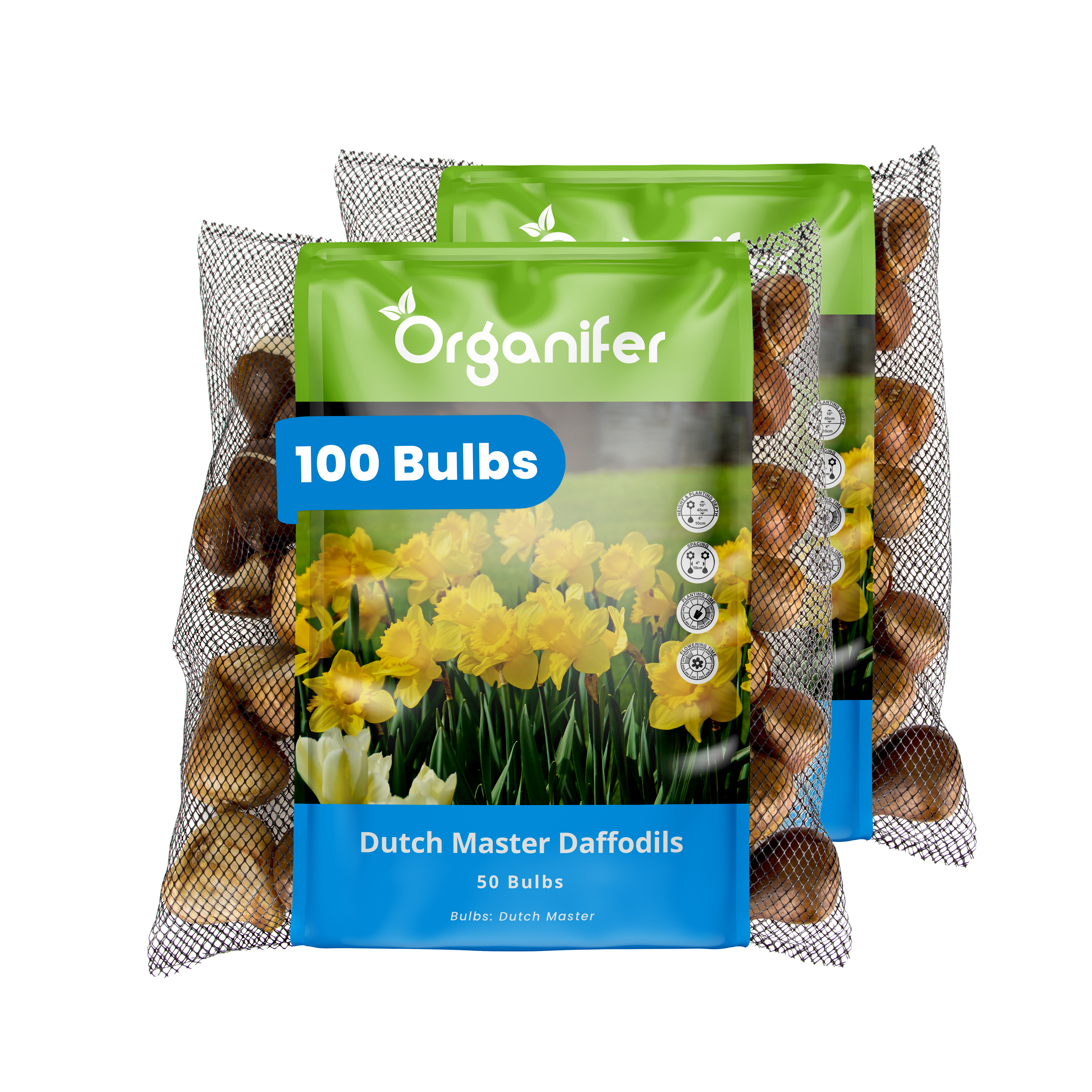 Two packages of Organifer Dutch Master Daffodils bulbs on a white background
