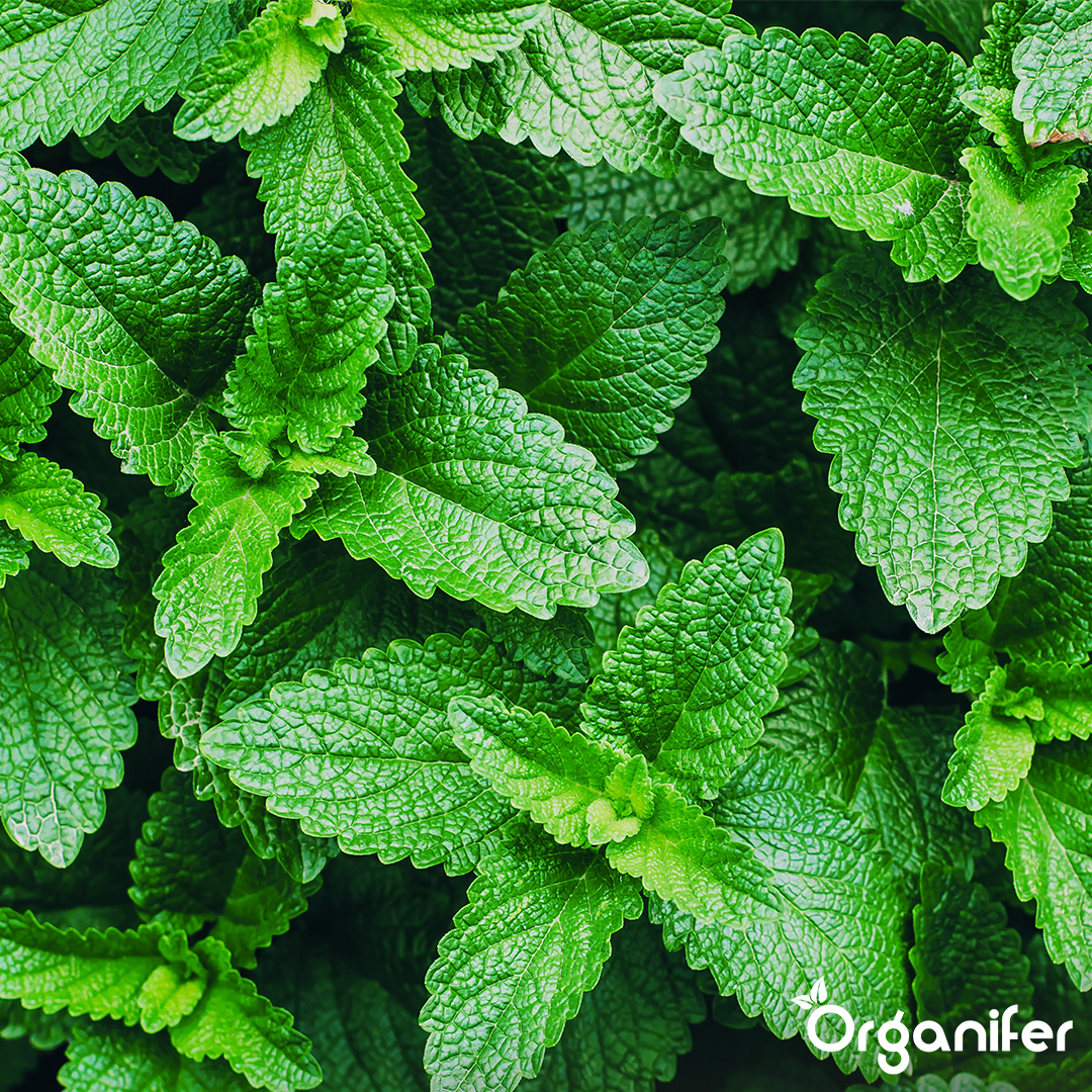 Pachet de semințe de plante medicinale – 10 soiuri – Pentru sănătate naturală