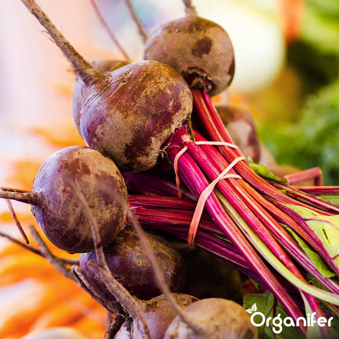 Altan- og Plantekassegrøntsagsfrø