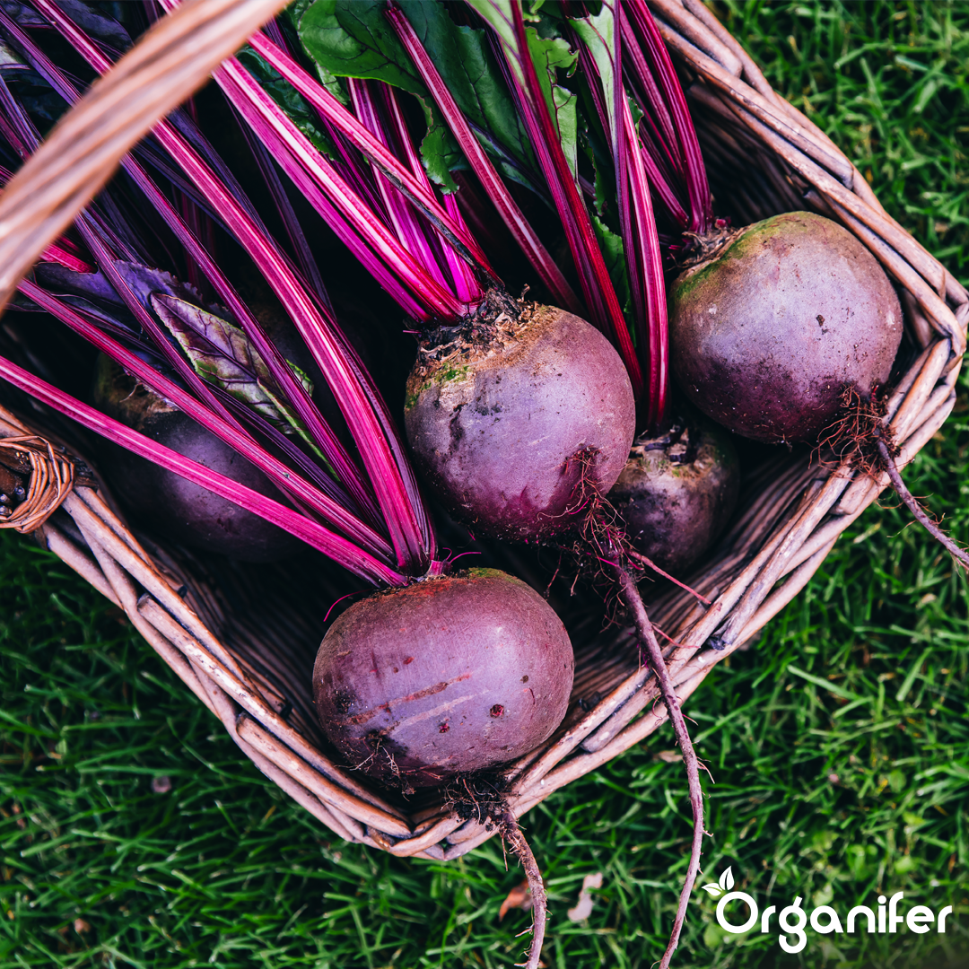 Altan- og Plantekassegrøntsagsfrø