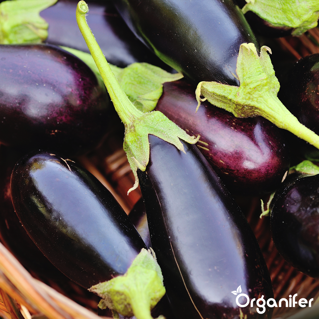 Altan- og Plantekassegrøntsagsfrø