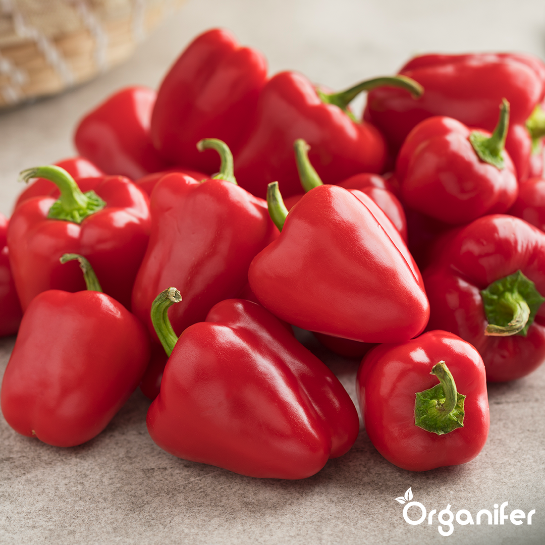 Altan- og Plantekassegrøntsagsfrø