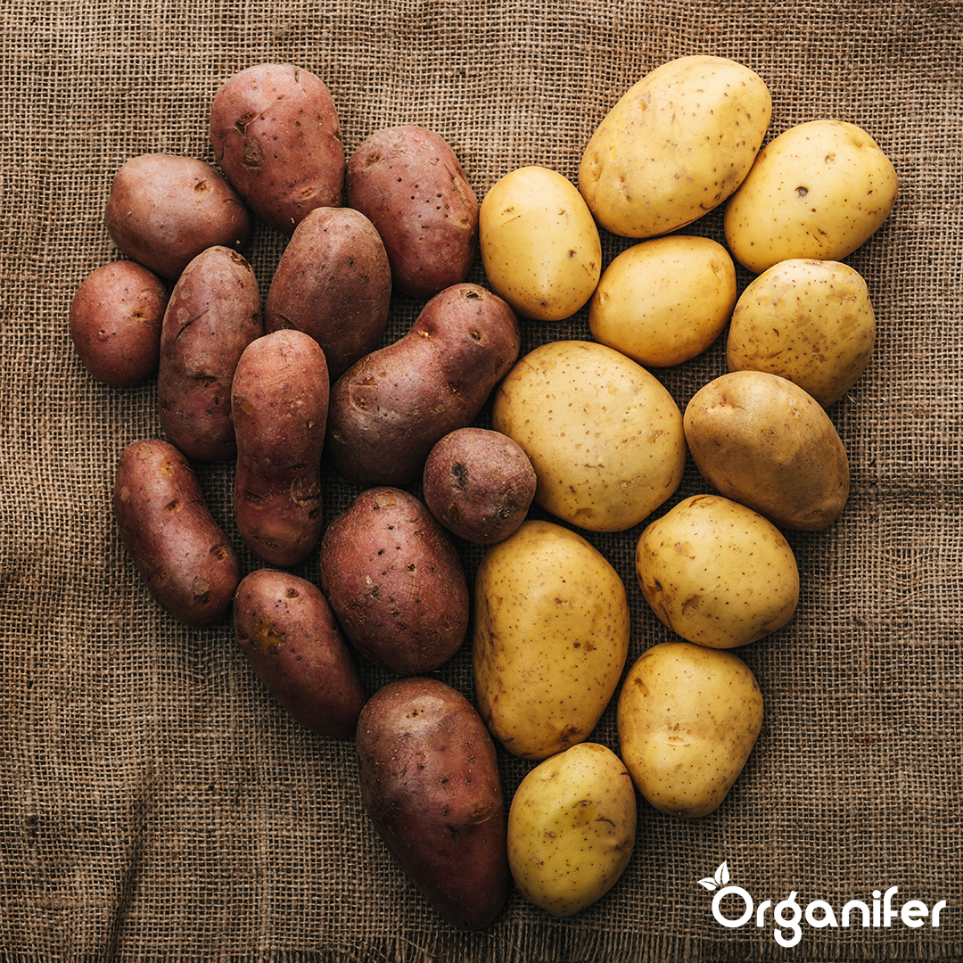 8719958992399 BIO Potato Seeds Package 3