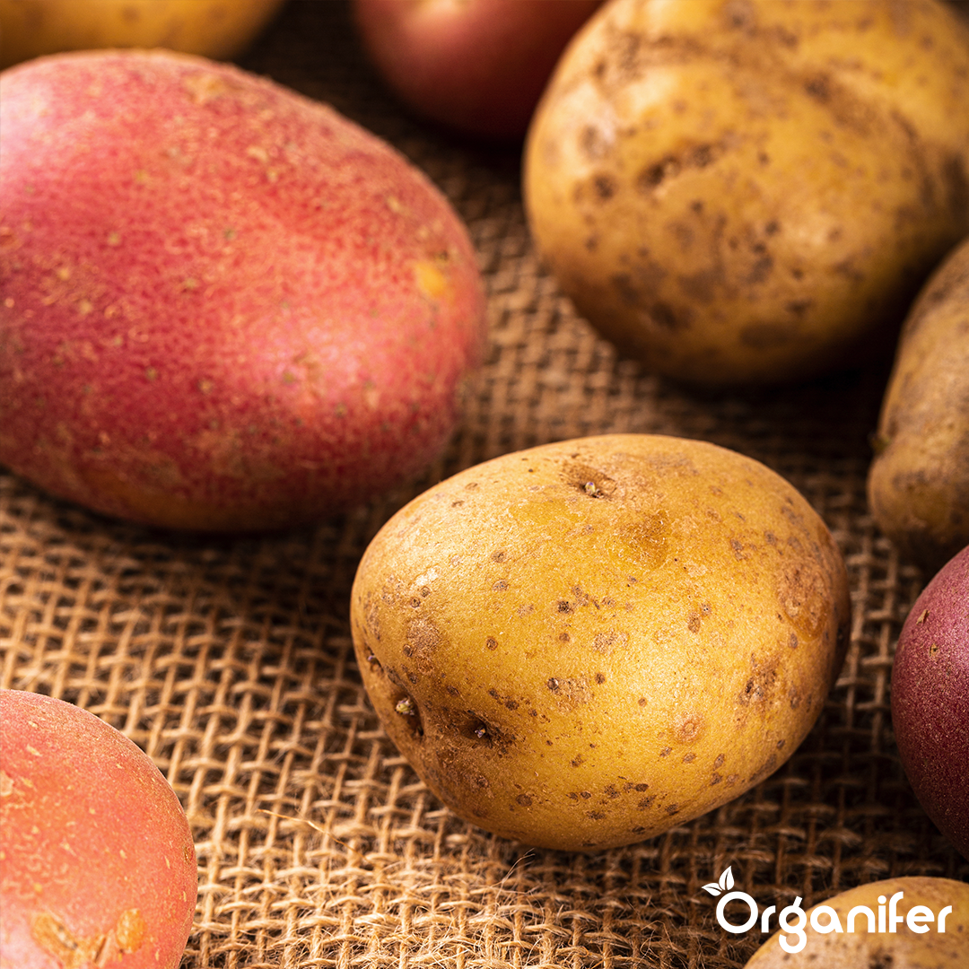 8719958992399 BIO Potato Seeds Package 4