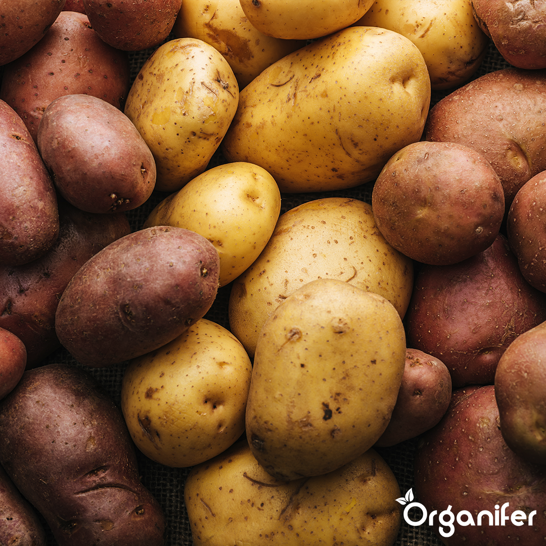 8719958992399 BIO Potato Seeds Package 5