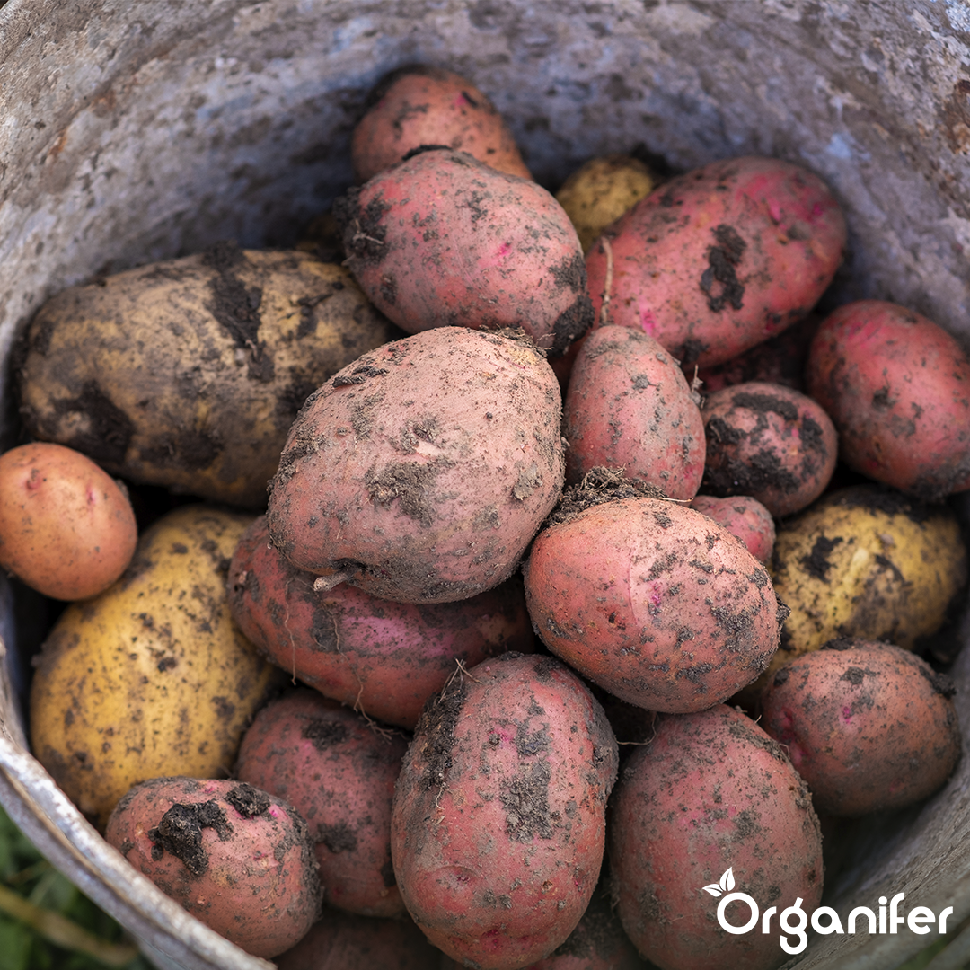 8719958992399 BIO Potato Seeds Package 9