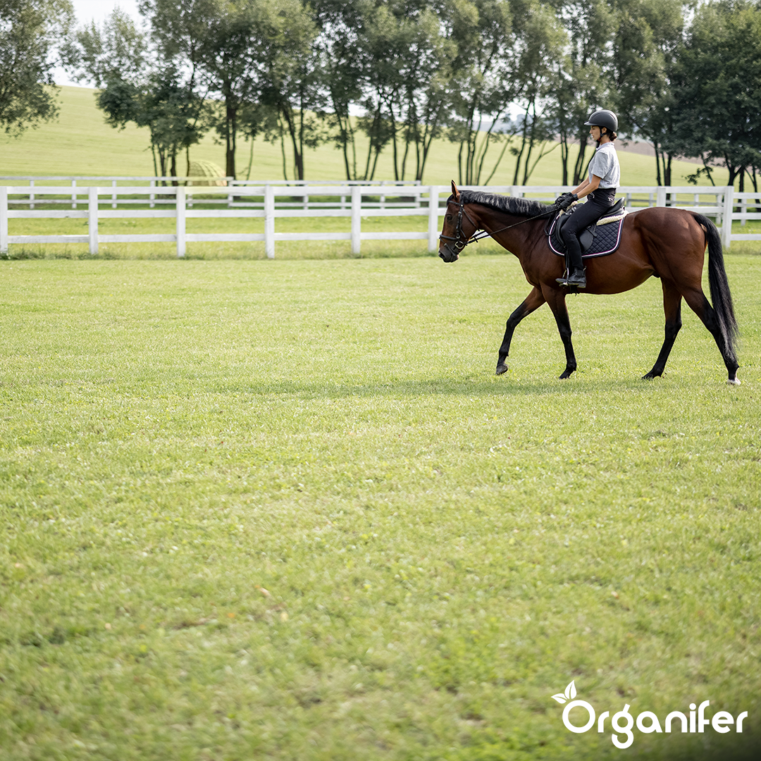 Betesgräsfrö Paddock - För hästhagar och paddockar (5 kg för 555 m2)
