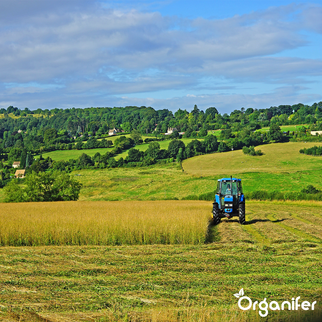 Semences de graminées pour foin - Herbe pour foin et ensilage (20x = 300 kg pour 5 ha)