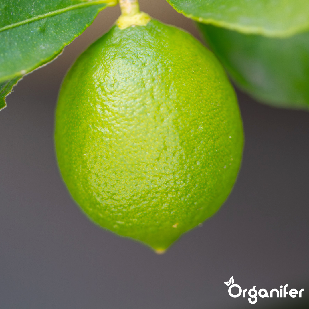 Concime liquido per tiglio - 10 litri