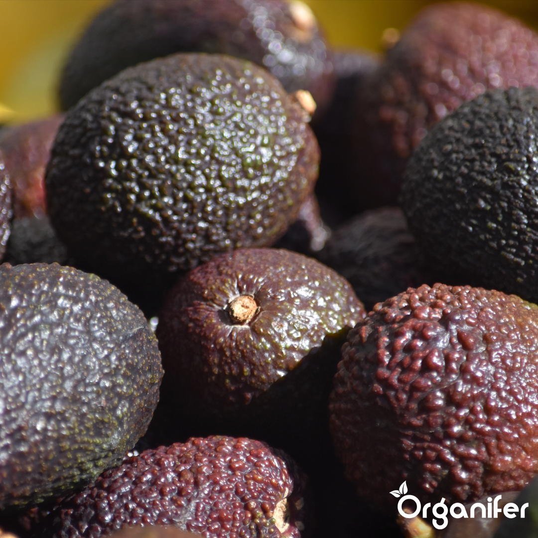 liquid fertiliser avocado