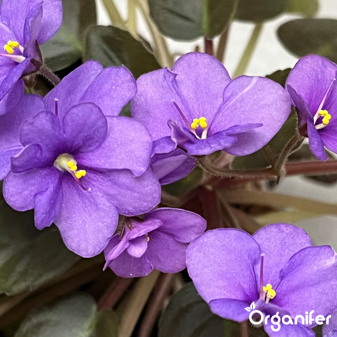 African violet