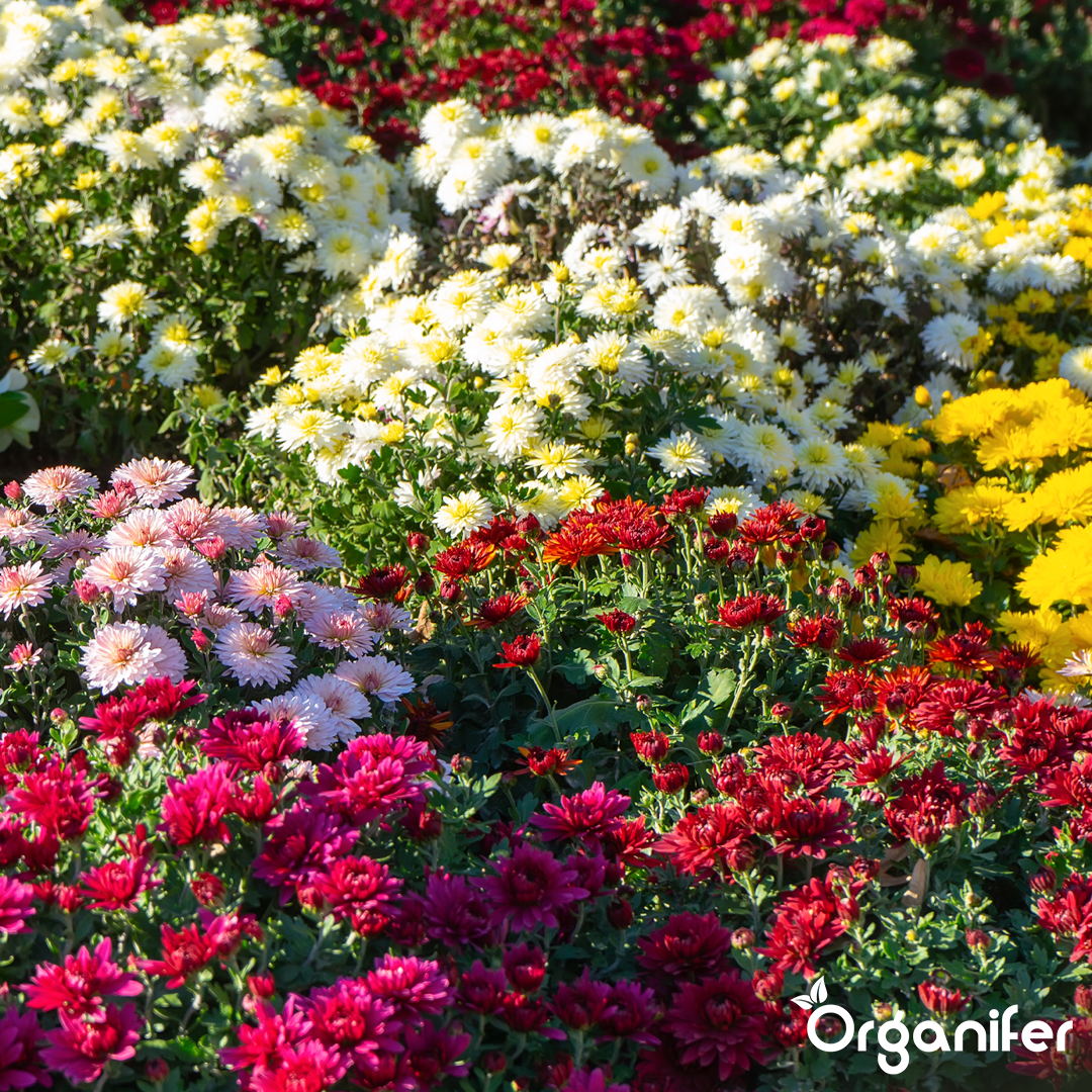 liquid fertiliser Flower