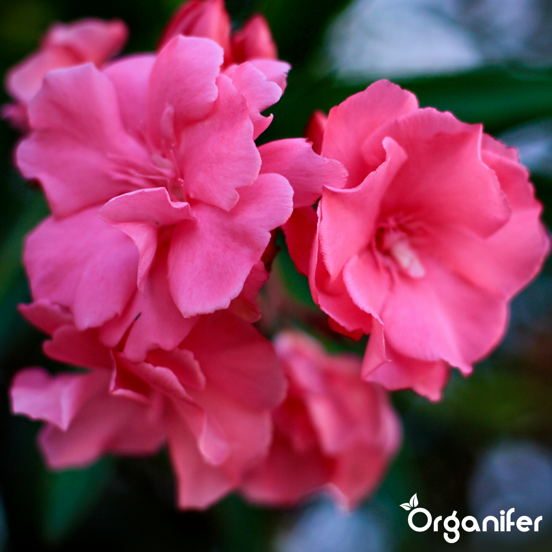 Engrais liquide de laurier-rose - 10 litres